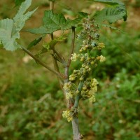 Ricinus communis L.